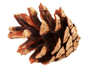 Beautiful golden pine cone isolated on white background close up