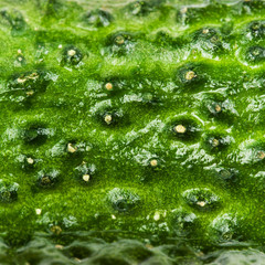  Cucumber texture. Macro cucumber textured background © nataliazakharova