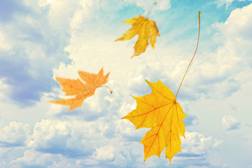 Beautiful autumn leaves flying on a wind