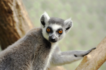 Ring-tailed lemur (catta) at zoo