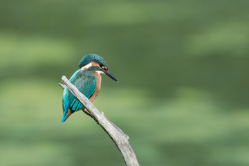 Eisvogel