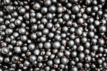 Black currant background