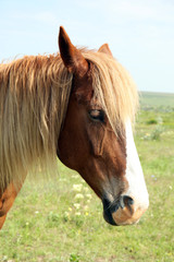 Beautiful brown horse grazing on meadow