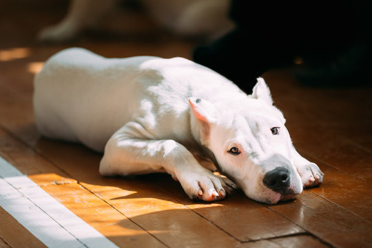 Young White Dogo Argentino Dog laying On Wooden Floor