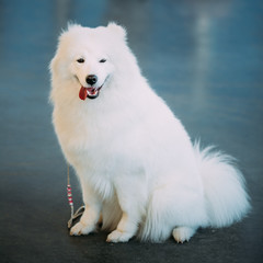 Happy White Samoyed Bjelkier Dog Sitting On Floor