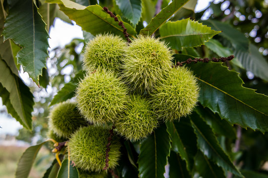 Maronenbaum Frucht