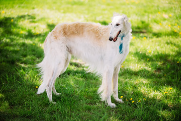 Fototapeta premium White Russian Borzoi, sighthound, gazehound hunting dog, runnin