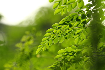 Obraz premium Moringa Blätter
