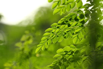 Moringa Blätter © ajkramer
