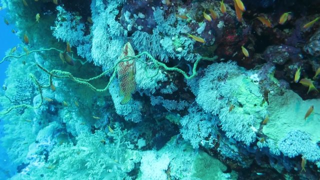 Juwelen- Zackenbarsch (Cephalopholis miniata)