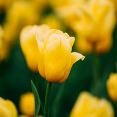 Yellow Tulip Flower In Spring Garden Flower Bed