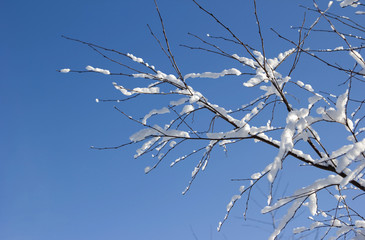 winter branch