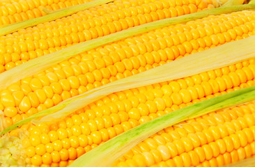 Stacked near peeled corn cobs