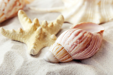 Beautiful seashells on sand background