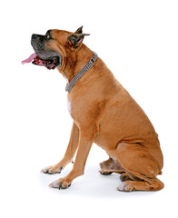 Obraz premium Beautiful Boxer Dog isolated on white