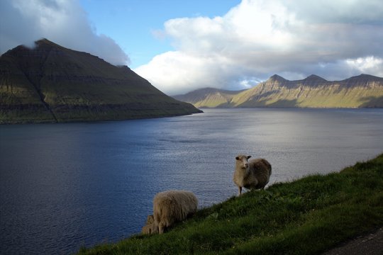 Sheep in the Faroe Islands 