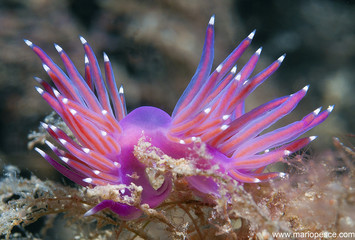 purple nudibranch slides over algae
