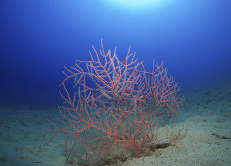 red gorgonian expanse of sand