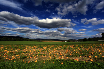 Champ de citrouilles
