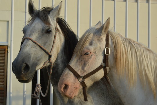 Duo &eacute;quin