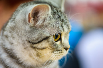 Funny cat