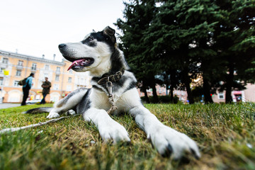 Собака