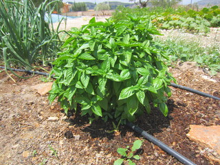 basil and onions with drip irrigation