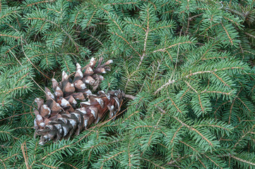 Pine Cones