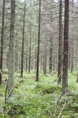 Fototapeta premium Barren forest