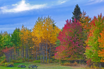 Nature landscape, Trees changing colors during autumn in a forest park with benches, rural Pennsylvania Poconos Mountains - 91522244
