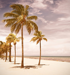 Obraz premium Palm trees on a beautiful sunny summer afternoon in Hollywood Beach near Miami Florida with Instagram filter processing for vintage looks