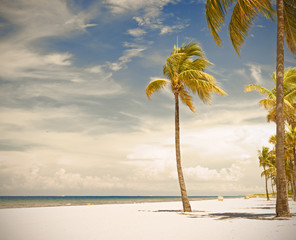 Obraz premium Palm trees on a beautiful sunny summer afternoon in Hollywood Beach near Miami Florida with Instagram filter processing for vintage looks