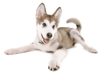 Cute Malamute puppy lying isolated on white