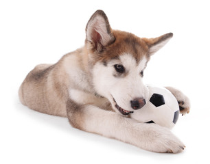 Cute Malamute puppy playing with ball isolated on white