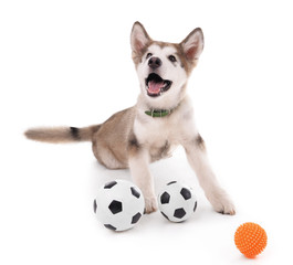 Cute Malamute puppy playing with rubber balls isolated on white