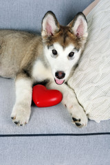 Cute Alaskan Malamute puppy with red heart on sofa, close up