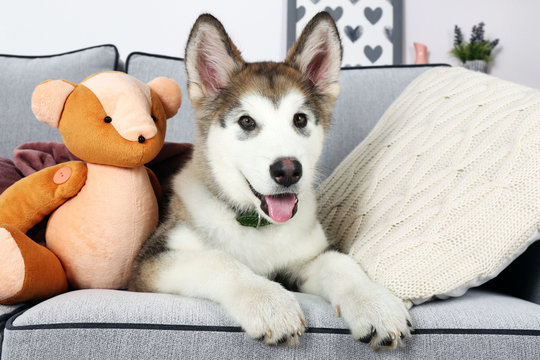 Cute Alaskan Malamute puppy with toy bear on sofa, close up