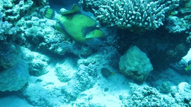 Riesendr&uuml;ckerfisch (Balistoides viridescens) frisst Korallen