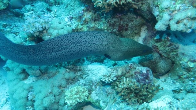 Riesenmur&auml;ne - Gymnothorax javanicus