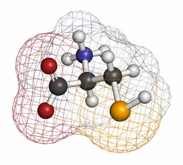 Selenocysteine (Sec, U) amino acid molecule.  © molekuul.be