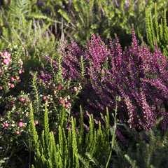 Beautiful heather in the forest close-up. Selective focus