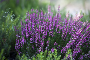 Obraz premium Beautiful heather in the forest close-up. Selective focus