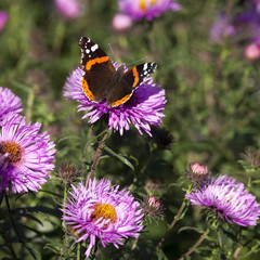 Butterfly Vanessa Atalanta in autumn flower Aster Dumosus. Selective focus