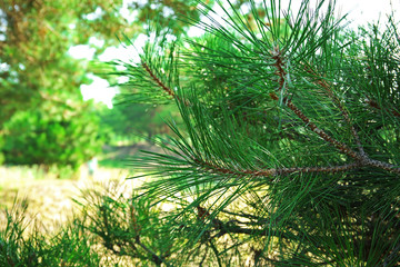 Obraz premium Beautiful green trees outdoors