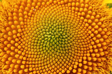 Beautiful bright sunflower close up