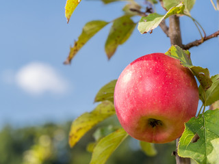 Cox orange pippin apple