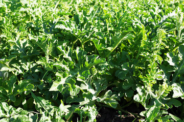 Plantation of squash growing in garden