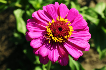 Obraz premium Beautiful flower growing in garden