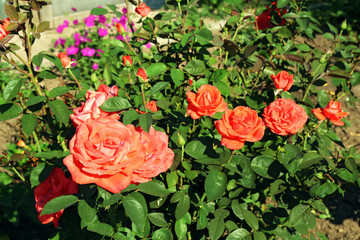 Beautiful flowers growing in garden