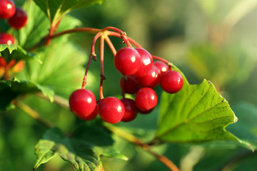 Branch of rowan close up